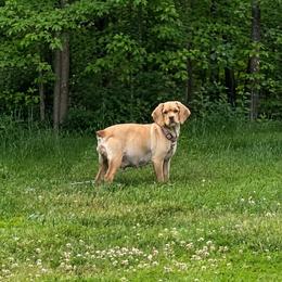 Nala - Cocker Spaniel