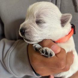 Rochelle - White male West Highland White Terrier puppy in Independence, Iowa from EClair's Havanese