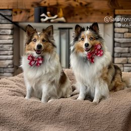 Shetland Sheepdogs and Toy Shetland Sheepdogs from Sensational Shelties