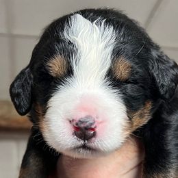 Girl 3 - Bernese Mountain Dog puppy from Birdsong Bernese Mountain Dogs