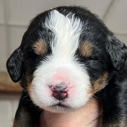 Girl 3 - Bernese Mountain Dog puppy from Birdsong Bernese Mountain Dogs