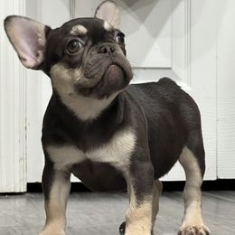 Bulldog and French Bulldog Puppies from Bulldog Chronicles