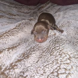 Chocolate boy - Chocolate and tan male Dachshund puppy in Woodward, Oklahoma from Oklahoma akc miniature dachshunds