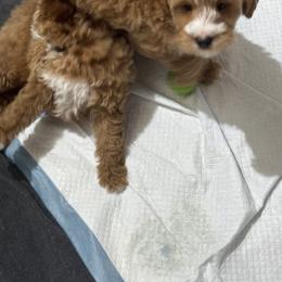 Bernedoodle, Cavapoo, Goldendoodle, Miniature Schnauzer, and Poodle Puppies from Alyssa Xxweetdoodles