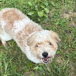Laney - Aussiedoodle