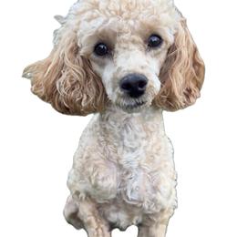 Charlotte - Poodle