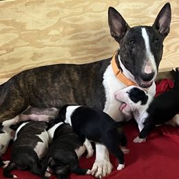Bull Terrier puppies from Sunny Sky Bull Terriers