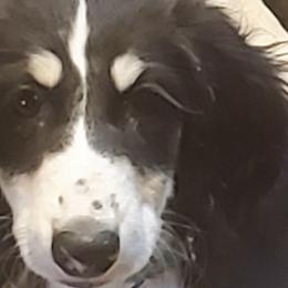 Bedlington Terriers and Salukis from Jewelbox Bedlingtons and Salukis