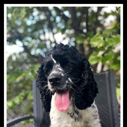 Stormy - Cocker Spaniel