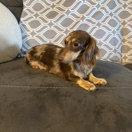 Pay pay - Dachshund