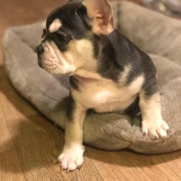 Louie - French Bulldog