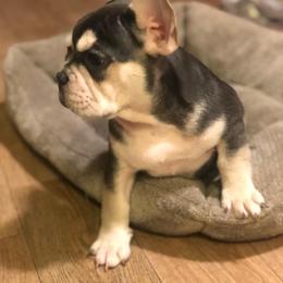 Louie - French Bulldog