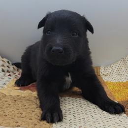 Boy 2 - Black male Belgian Sheepdog puppy in Green Bluff, Washington from Clawson Belgians