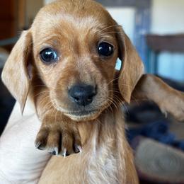 Eastwood - Red male Dachshund puppy in Brave, Pennsylvania from Maple Moon Dachshunds