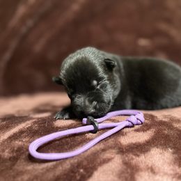 Purple boy - Black male German Shepherd puppy in Riverside, California from Von Der Sagobi