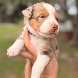 Copper ASDR - Red merle male Miniature Australian Shepherd puppy in Polk City, Florida from Skaky Shepherds