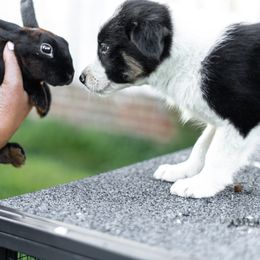 Border Collie Puppies from Cullins Collies
