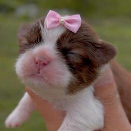 Girl 1 - Liver and white female Shih Tzu puppy in Kempner, Texas from Shih Tzu Reign