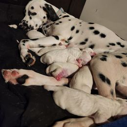 Dalmatian Puppies from America's Dalmatian Friends