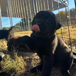 Green - Black female Labrador Retriever puppy in Middleton, New Hampshire from Tag Hollow