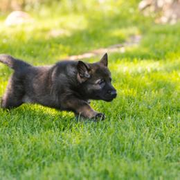 German Shepherd Puppies from Faoladh German Shepherds