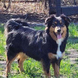 Savannah - Miniature Australian Shepherd
