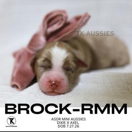 Brock - Red Merle Male - Red merle male Miniature Australian Shepherd puppy in Nacogdoches, Texas from TK Standard, Mini, & Toy Aussies