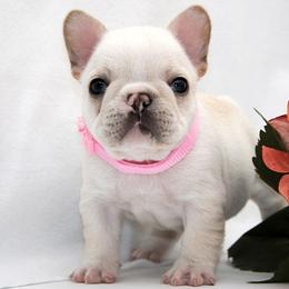 Vanity - Cream female French Bulldog puppy in West Plains, Missouri from Must Be Frenchies & Crown Of Curls Bolonka
