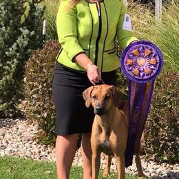 Rhodesian Ridgeback Puppies from Aziza Ridgebacks