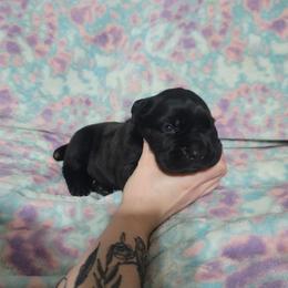 Girl 3 - Black female Cane Corso puppy in Mason City, Illinois from Red Wood Cane Corso