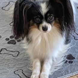 Kandi - Black brown and white female Papillon puppy in Creola, Alabama from Inspire Papillon