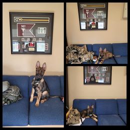 German Shepherd Puppies from Czech Haven GSD Kennel