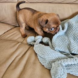 Bumblebee - Brown male Brussels Griffon puppy in Lewiston, Idaho from Rose's Brussels Griffons