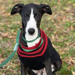 Tux - Whippet puppy from Cook Arena Whippets
