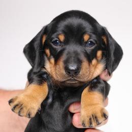 Henry - Black and tan male Dachshund puppy in Red Bud, Illinois from Midwest Miniature Dachshunds