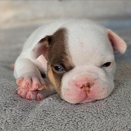 Tobler aka Toby - White male French Bulldog puppy in Fort Atkinson, Wisconsin from Bishop Bullyz