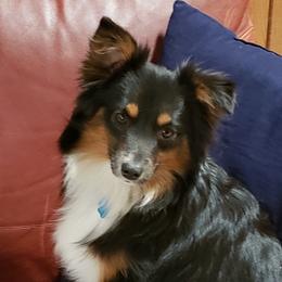 Lucy - Australian Shepherd