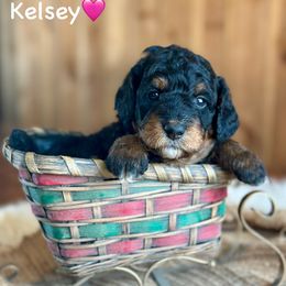 Kelsey - Black tri-color female Aussiedoodle puppy in Lancaster, Minnesota from Finney Ranch