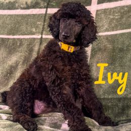 Poodle puppies from Taylor's Poodles