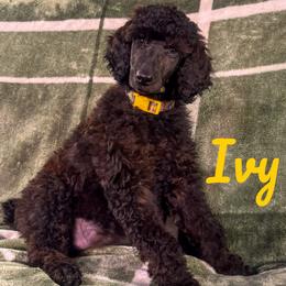 Poodle puppies from Taylor's Poodles