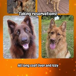German Shepherd puppies from Singleton Shepherds