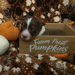 Magic - Red tri-color female Australian Shepherd puppy in Albany, Oregon from Red Cloud Australian Shepherds and DeGray Great Danes & Bulldogs