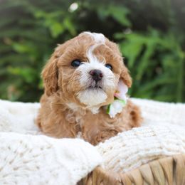 Sugar Bear 🌸 - Maltipoo puppy from Momma Mia's Maltipoos