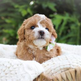 Sugar Bear 🌸 - Maltipoo puppy from Momma Mia's Maltipoos