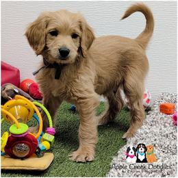 STEVE - OFA-Genetics-2 yr warranty. - Cream male Goldendoodle puppy in Jeddo, Michigan from Apple Creek Doodles