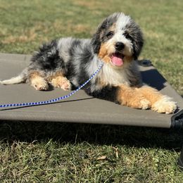 Bernedoodle Puppies from Down Home Doodle