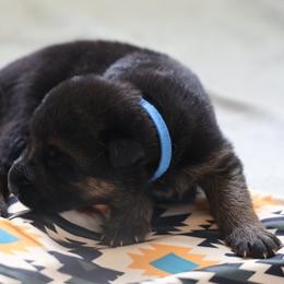 German Shepherd Puppies from Milestone GSDs