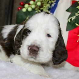 Houdini - White and liver male English Springer Spaniel puppy in Winchester, Kentucky from Hidden Springs Farm