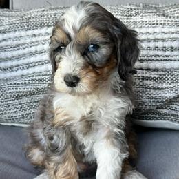 Seth - Blue merle male Bernedoodle puppy in Oologah, Oklahoma from Timber Hills Poodles and Doodles
