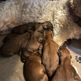 Female - Wheaten female Soft Coated Wheaten Terrier puppy in Gladewater, Texas from Felicias Swheaties